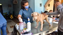 El Municipio realizó una jornada de vacunación y desparasitación de mascotas en el barrio Milenium