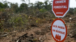 Greenpeace alerta por el desfinanciamiento de la Ley de Bosques