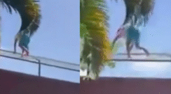 Brasil un joven murió tras ingresar a la jaula de una leona en un zoológico