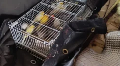 Para el ingreso de aves a la Argentina es necesario presentar la autorización sanitaria